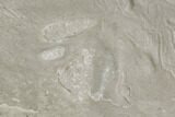 Fossil Bird Tracks - Green River Formation, Utah #106128-2